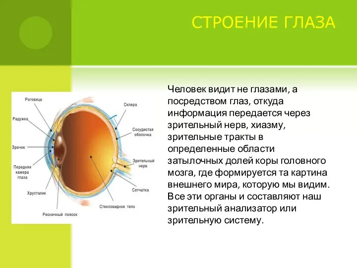 СТРОЕНИЕ ГЛАЗА Человек видит не глазами, а посредством глаз, откуда