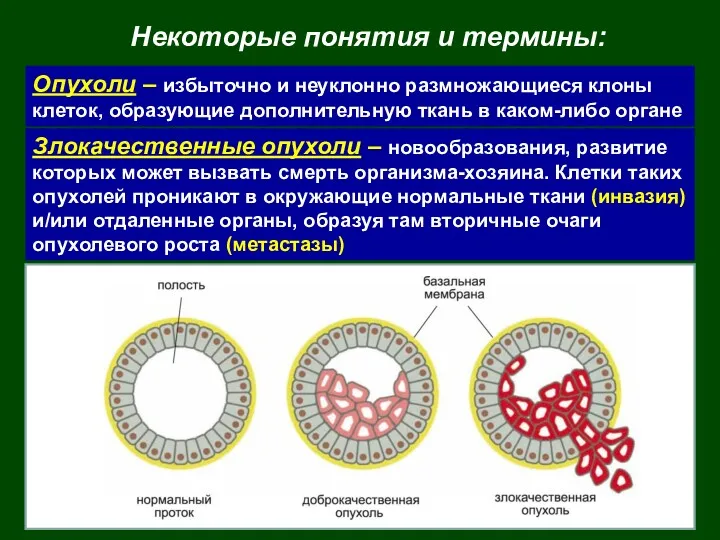 Некоторые понятия и термины: Опухоли – избыточно и неуклонно размножающиеся