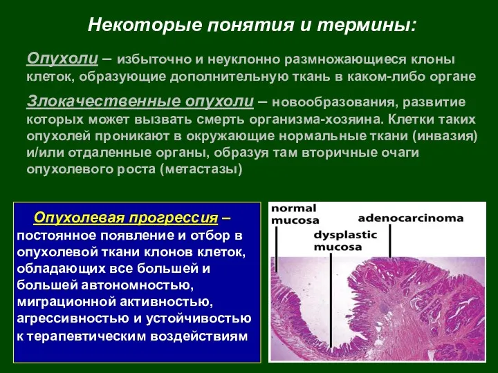 Некоторые понятия и термины: Опухоли – избыточно и неуклонно размножающиеся