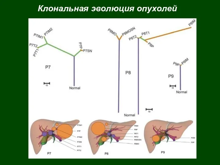 Клональная эволюция опухолей