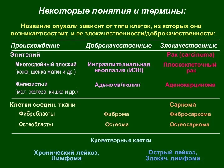 Фибробласты Кроветворные клетки Клетки соедин. ткани Саркома Фибросаркома Фиброма Остеобласты