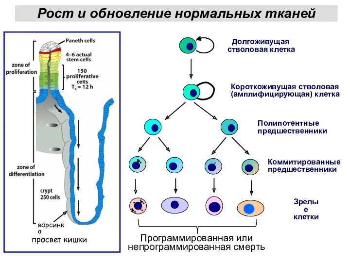 Долгоживущая стволовая клетка Коммитированные предшественники Зрелые клетки Короткоживущая стволовая (амплифицирующая)