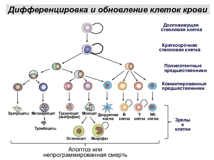 Долгоживущая стволовая клетка Коммитированные предшественники Зрелые клетки Краткосрочная стволовая клетка