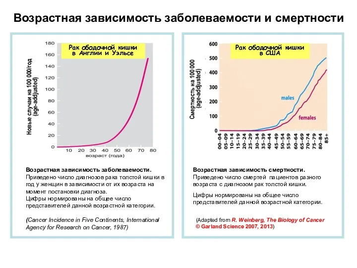 Возрастная зависимость заболеваемости. Приведено число диагнозов рака толстой кишки в