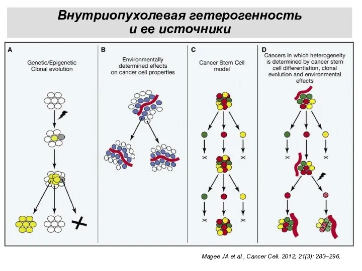 Magee JA et al., Cancer Cell. 2012; 21(3): 283–296. Внутриопухолевая гетерогенность и ее источники