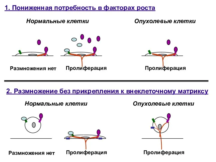 1. Пониженная потребность в факторах роста Нормальные клетки Размножения нет Пролиферация Пролиферация Опухолевые клетки