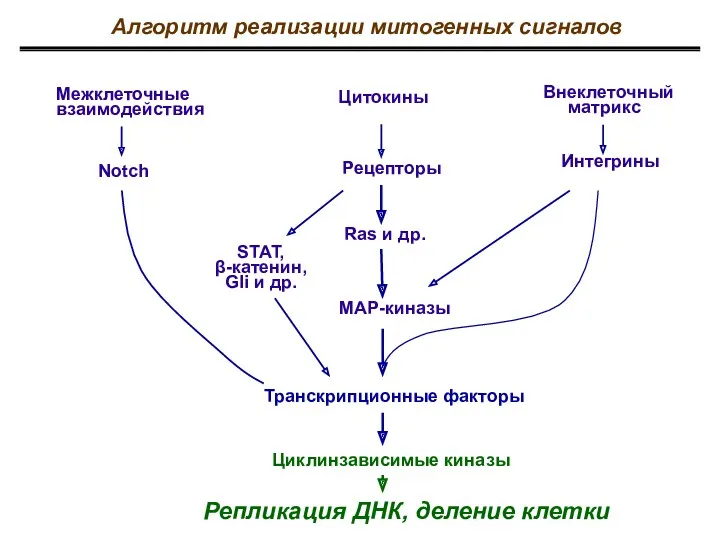 Цитокины МАР-киназы Транскрипционные факторы Циклинзависимые киназы Репликация ДНК, деление клетки