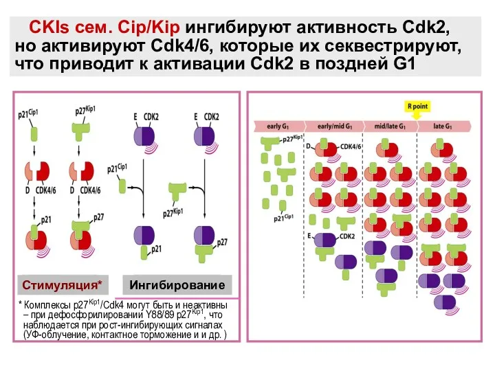 CKIs сем. Cip/Kip ингибируют активность Cdk2, но активируют Cdk4/6, которые