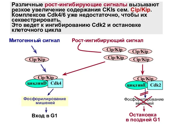 циклинD Cdk4 циклинE Cdk2 Cip/Kip Рост-ингибирующий сигнал Фосфорилирование мишеней Остановка