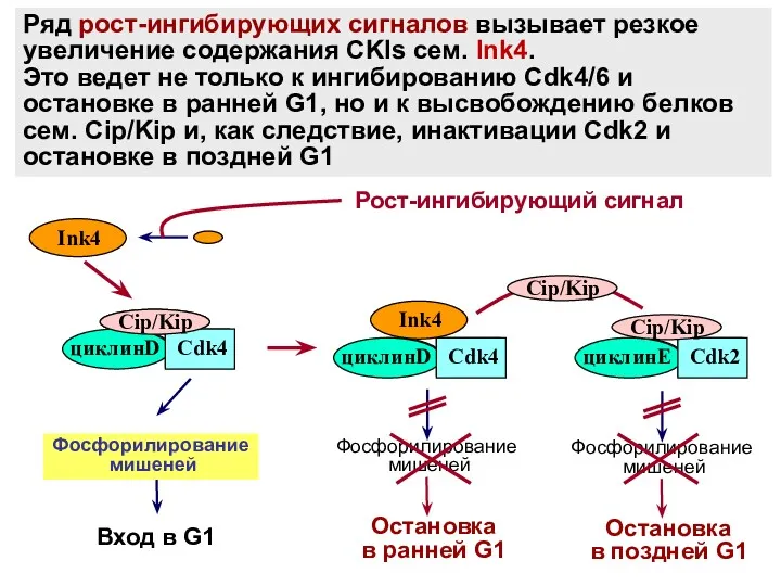 циклинD Cdk4 Cip/Kip Ink4 циклинD Cdk4 Фосфорилирование мишеней Вход в