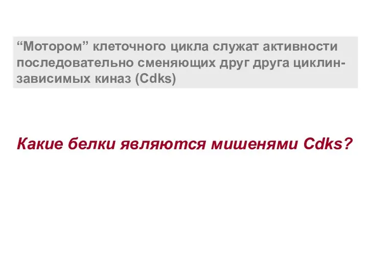 “Мотором” клеточного цикла служат активности последовательно сменяющих друг друга циклин-зависимых