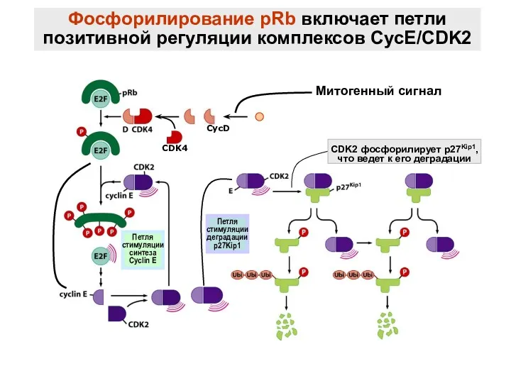 Фосфорилирование pRb включает петли позитивной регуляции комплексов CycE/CDK2 Петля стимуляции