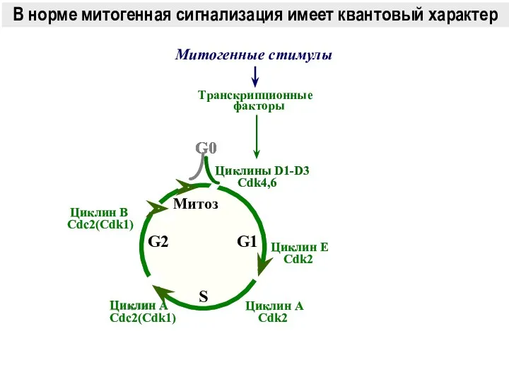 G0 G1 Митоз S G2 Циклин B Cdc2(Cdk1) Циклины D1-D3