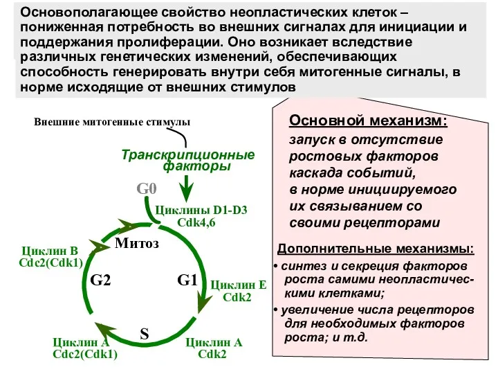 Транскрипционные факторы Внешние митогенные стимулы G1 Митоз S G2 Циклин