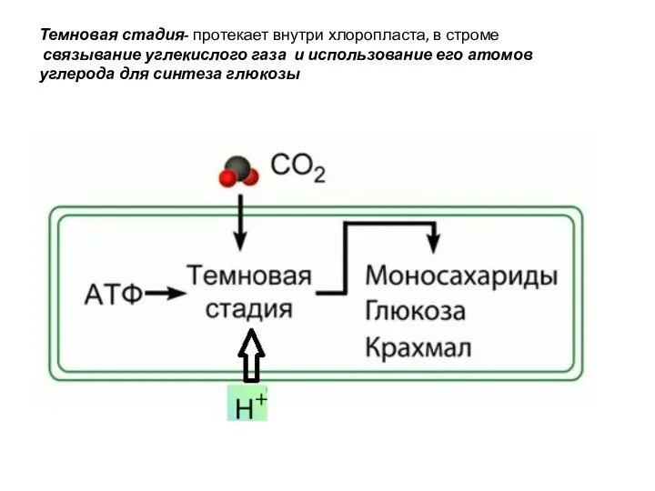 Темновая стадия- про­те­ка­ет внут­ри хло­ро­пла­ста, в стро­ме связывание углекислого газа и использование его