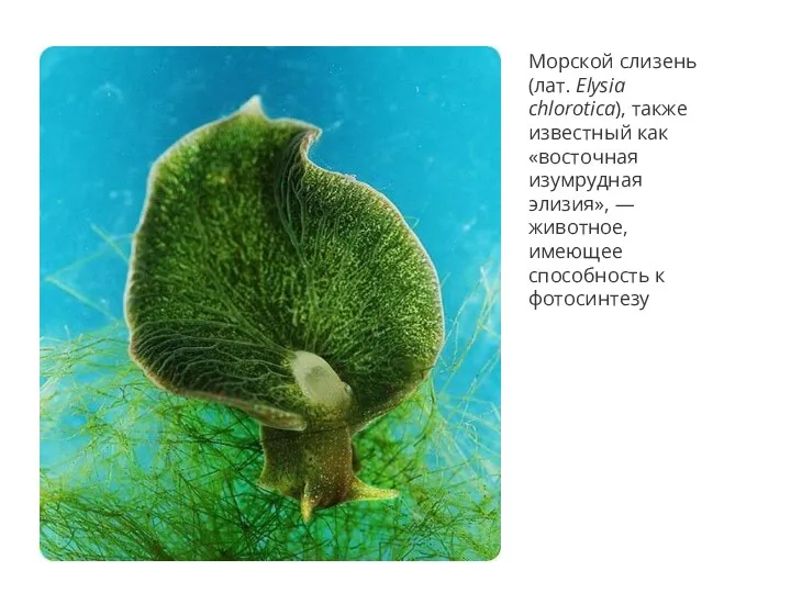 Морской слизень (лат. Elysia chlorotica), также известный как «восточная изумрудная элизия», —животное, имеющее способность к фотосинтезу