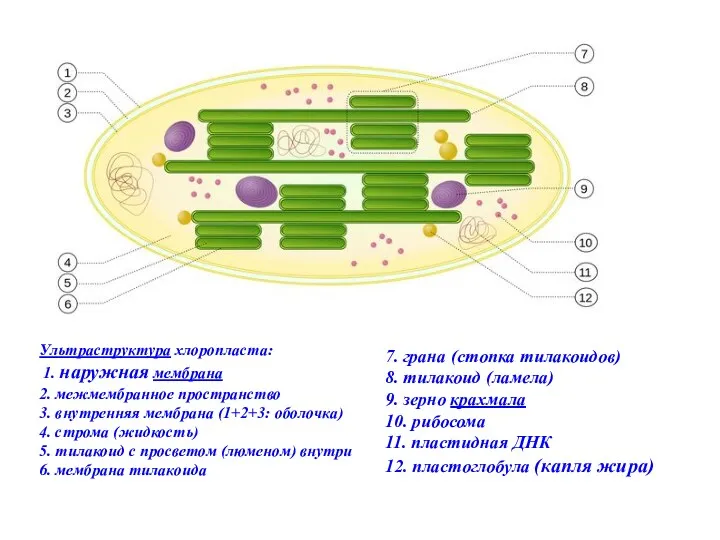 Ультраструктура хлоропласта: 1. наружная мембрана 2. межмембранное пространство 3. внутренняя мембрана (1+2+3: оболочка)
