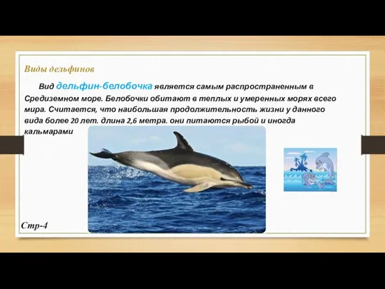 Виды дельфинов Вид дельфин-белобочка является самым распространенным в Средиземном море.