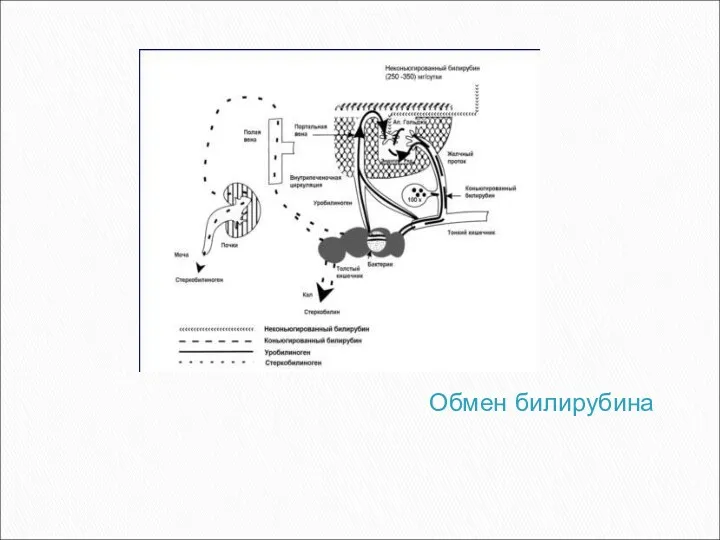 Обмен билирубина