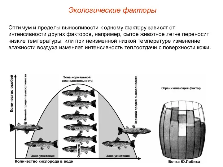 Экологические факторы Оптимум и пределы выносливости к одному фактору зависят