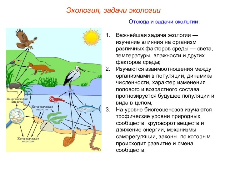 Отсюда и задачи экологии: Важнейшая задача экологии — изучение влияния