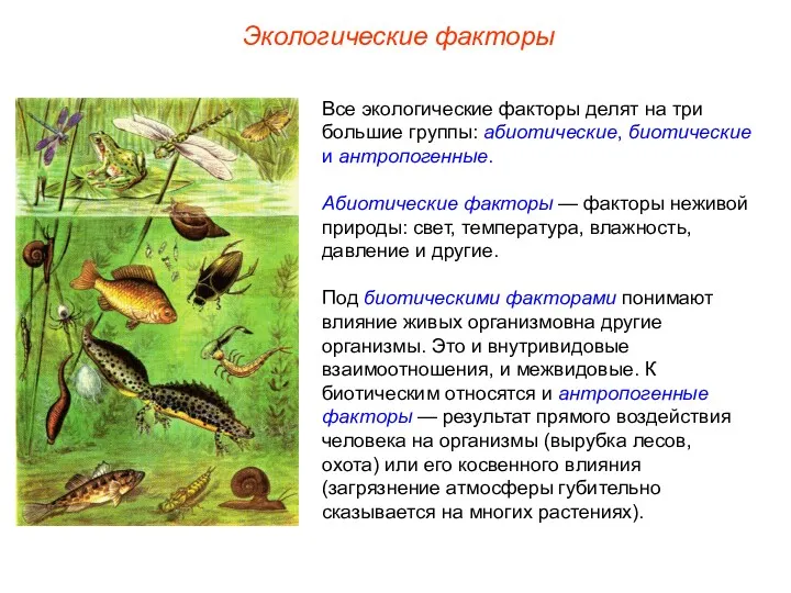 Экологические факторы Все экологические факторы делят на три большие группы: