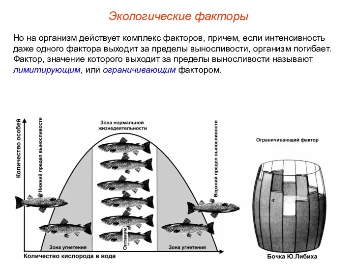 Экологические факторы Но на организм действует комплекс факторов, причем, если