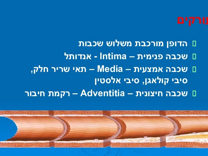 מבנה העורקים הדופן מורכבת משלוש שכבות שכבה פנימית – Intima