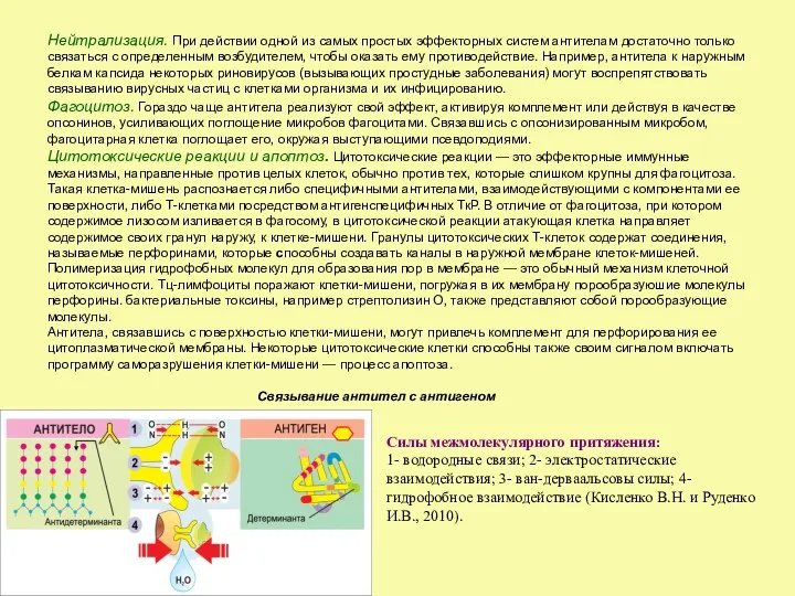 Нейтрализация. При действии одной из самых простых эффекторных систем антителам