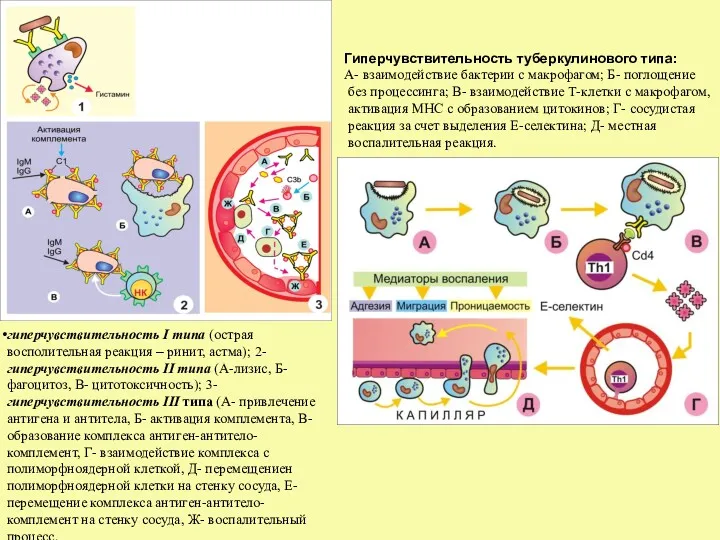 Гиперчувствительность туберкулинового типа: А- взаимодействие бактерии с макрофагом; Б- поглощение без процессинга; В-