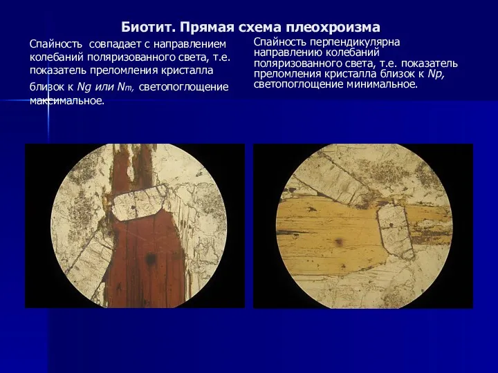 Биотит. Прямая схема плеохроизма Спайность совпадает с направлением колебаний поляризованного