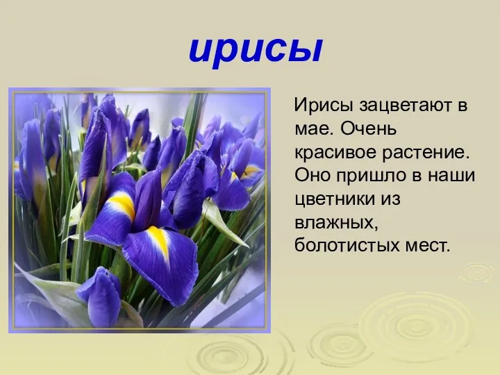 ирисы Ирисы зацветают в мае. Очень красивое растение. Оно пришло