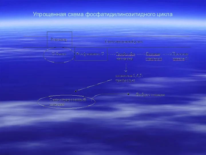 Упрощенная схема фосфатидилинозитидного цикла