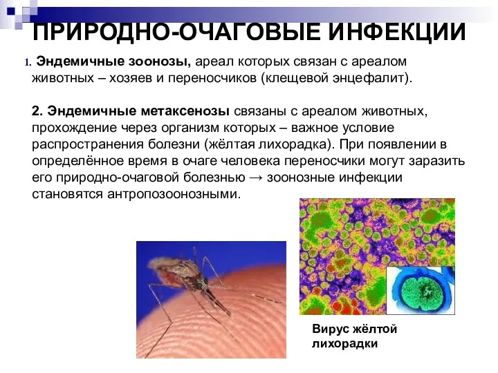 ПРИРОДНО-ОЧАГОВЫЕ ИНФЕКЦИИ Эндемичные зоонозы, ареал которых связан с ареалом животных