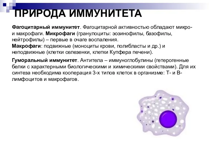 ПРИРОДА ИММУНИТЕТА Фагоцитарный иммунитет. Фагоцитарной активностью обладают микро- и макрофаги.