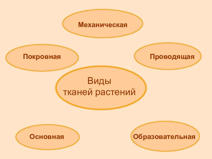 Покровная Механическая Проводящая Основная Образовательная Виды тканей растений