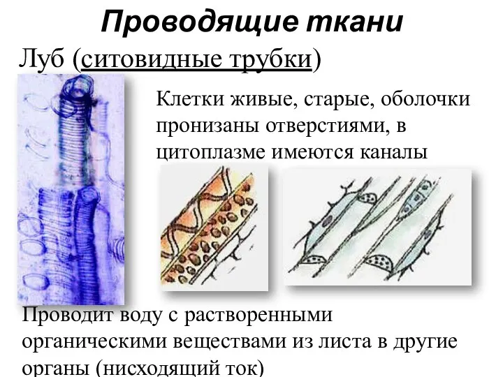 Проводящие ткани Луб (ситовидные трубки) Клетки живые, старые, оболочки пронизаны