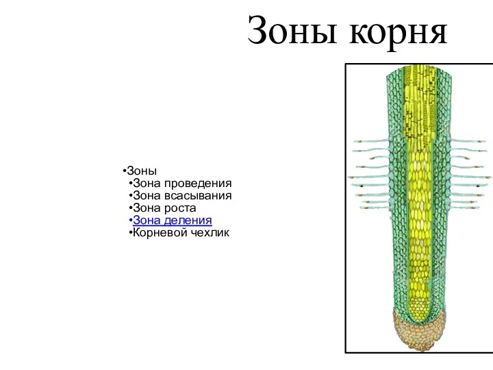 Зоны корня Зоны Зона проведения Зона всасывания Зона роста Зона деления Корневой чехлик