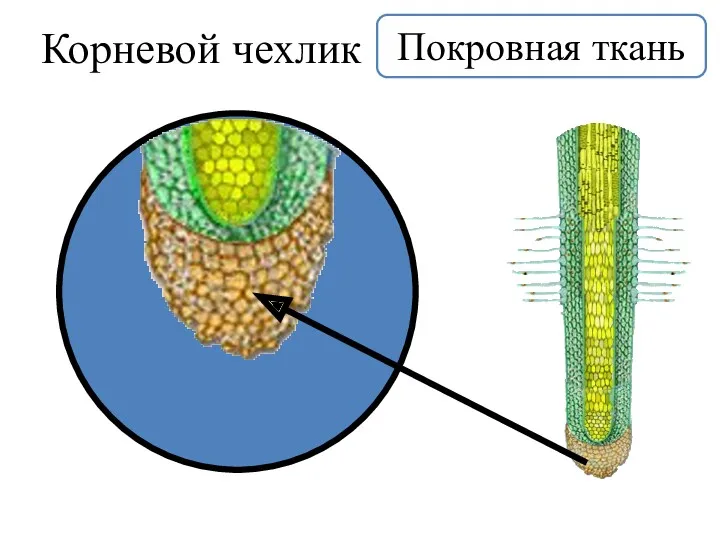 Корневой чехлик Покровная ткань