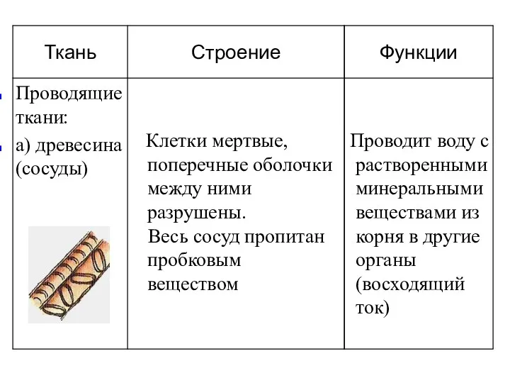 Проводит воду с растворенными минеральными веществами из корня в другие