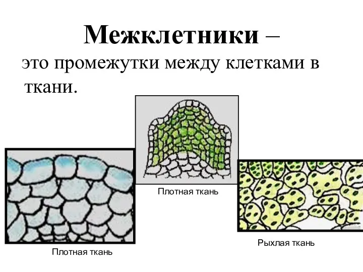 Межклетники – это промежутки между клетками в ткани. Плотная ткань Плотная ткань Рыхлая ткань