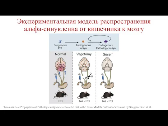 Экспериментальная модель распространения альфа-синуклеина от кишечника к мозгу Transneuronal Propagation