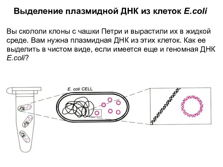 Выделение плазмидной ДНК из клеток E.coli Вы скололи клоны с