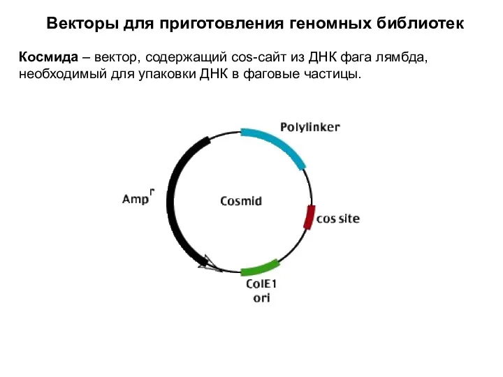 Векторы для приготовления геномных библиотек Космида – вектор, содержащий cos-сайт