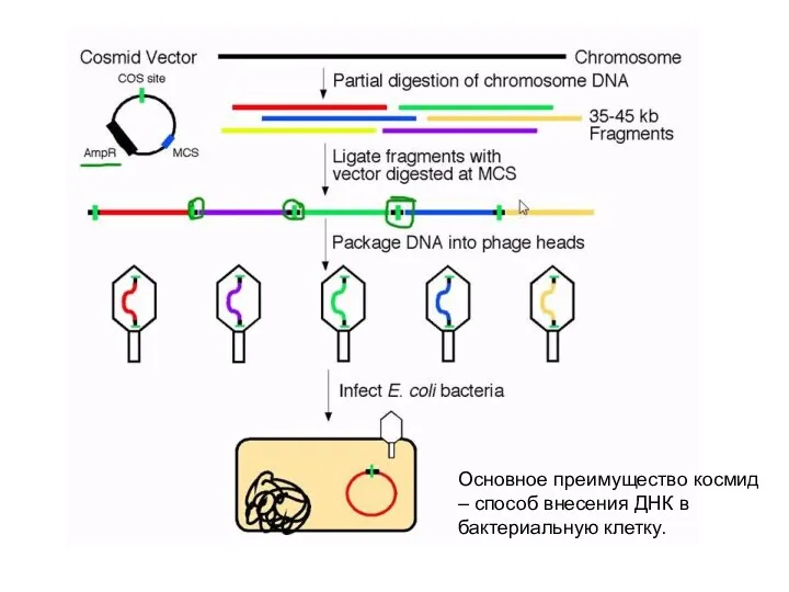 Основное преимущество космид – способ внесения ДНК в бактериальную клетку.