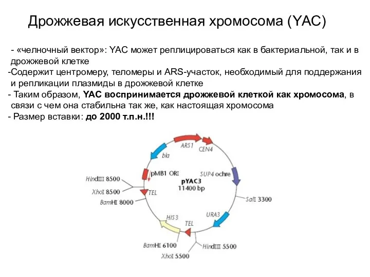 Дрожжевая искусственная хромосома (YАС) - «челночный вектор»: YAC может реплицироваться