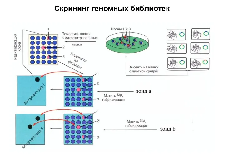 Скрининг геномных библиотек