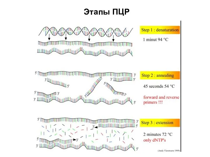 Этапы ПЦР