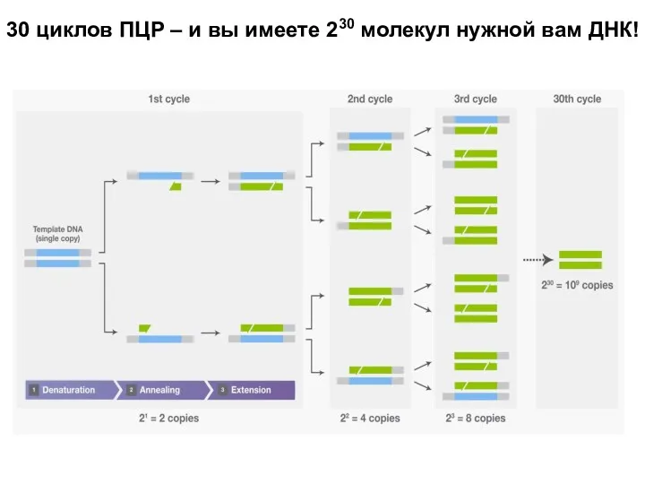 30 циклов ПЦР – и вы имеете 230 молекул нужной вам ДНК!