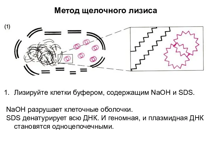 Метод щелочного лизиса Лизируйте клетки буфером, содержащим NaOH и SDS.